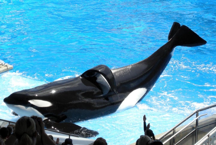 Tilikum performing at SeaWorld (file photo).