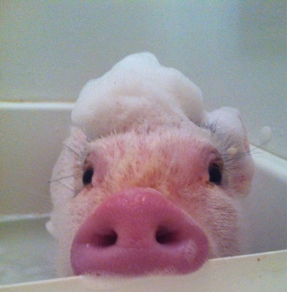 This Little Piggy...