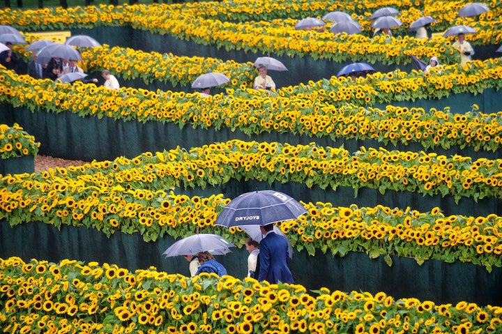 <i>A maze of sunflowers for the Van Gogh Museum Amsterdam. </i><br><i>Photo: courtesy the Van Gogh Museum.</i>