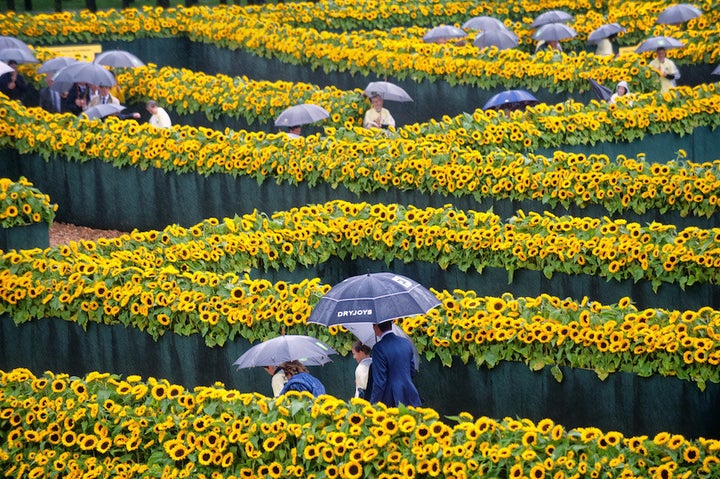 A maze of sunflowers for the Van Gogh Museum Amsterdam. Photo: courtesy the Van Gogh Museum.