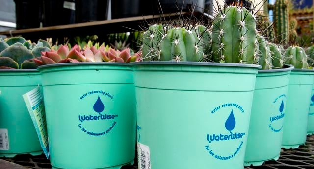 Plants on sale at a home improvement store in San Bruno, Calif., are advertised as "water wise." Local water agencies have been providing incentives to convert lawns to drought tolerant plants to save water during California's drought.