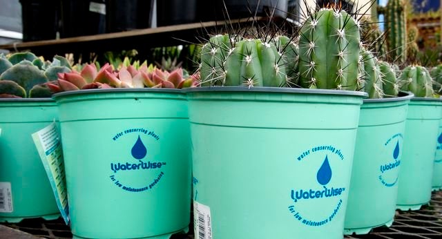 Plants on sale at a home improvement store in San Bruno, Calif., are advertised as "water wise." Local water agencies have be