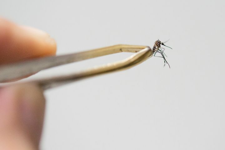 Aedes aegypti mosquito, the species which transmits the dengue virus, chikungunya fever and zika is photographed on March 04, 2016 in Sao Paulo, Brazil.