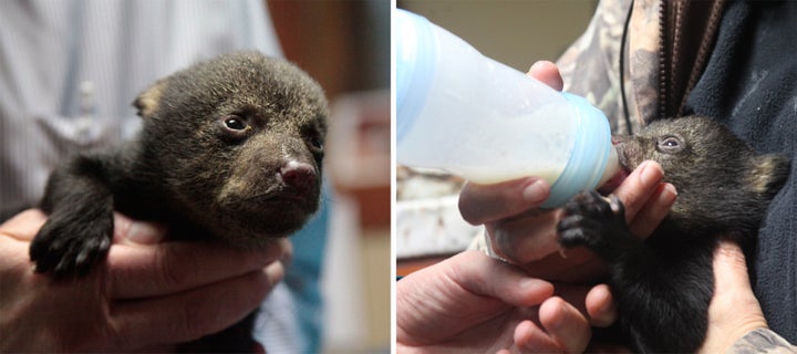 This orphaned Louisiana black bear cub was rescued after the death of its mother and is expected to be repatriated to a nursing foster bear in the wild.