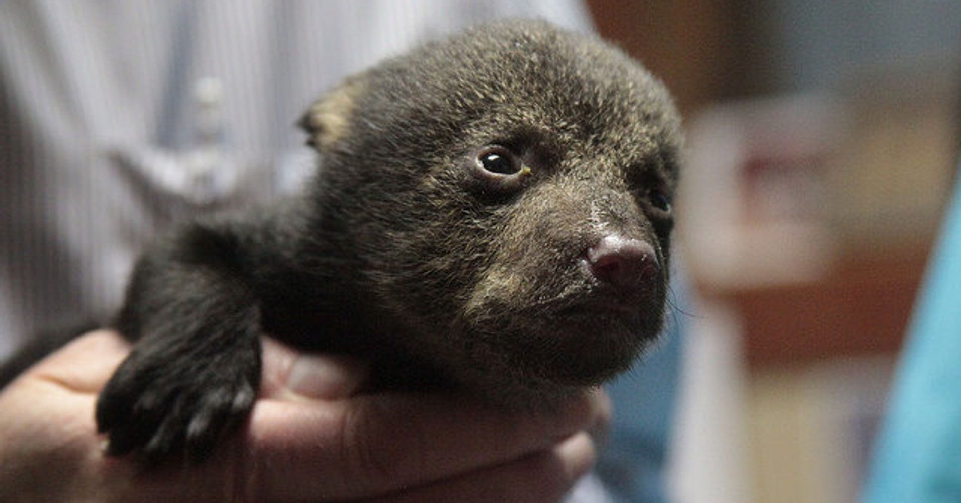 life size black teddy bear