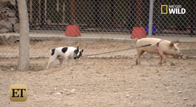 Simon, after his rehabilitation, is walked by the pig he attacked.