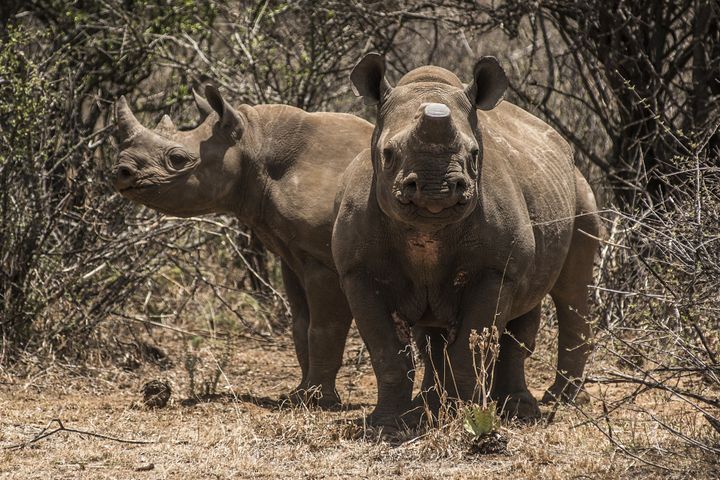 A pair of rare black rhinos, one with its horns removed as an anti-poaching measure, graze in the bush in South Africa on Dec. 4, 2015. 