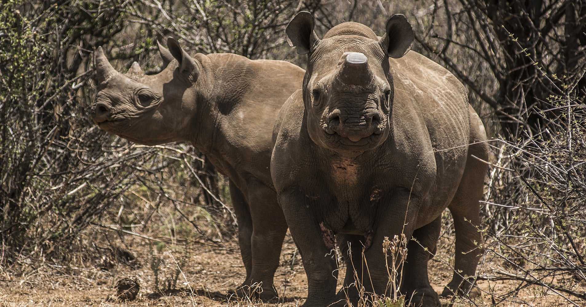 African Rhinos May Be Extinct In 10 Years Or Less Experts Warn HuffPost