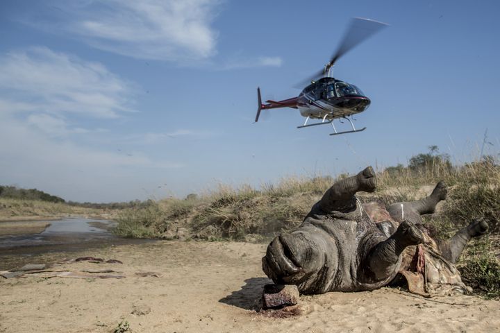 A carcass of a poached and mutilated white rhino is seen lying on the banks of a river at South Africa's Kruger National Park in 2014.
