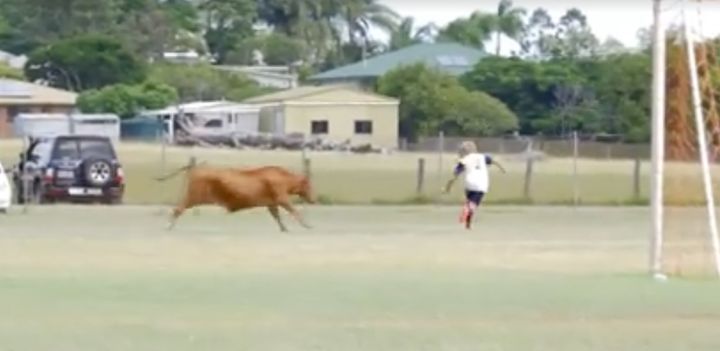 One unlucky player found himself running the length of the pitch to avoid the bull.