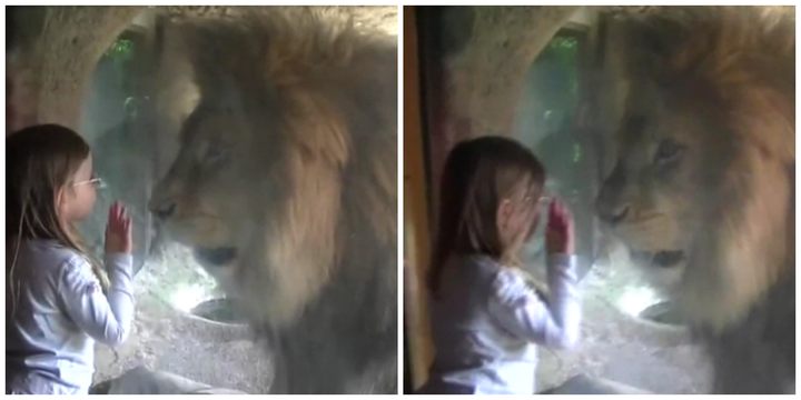 The girl stared at the lion through the glass