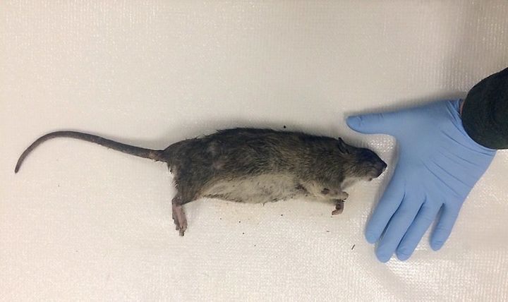 This rat was the largest captured during a recent study.
