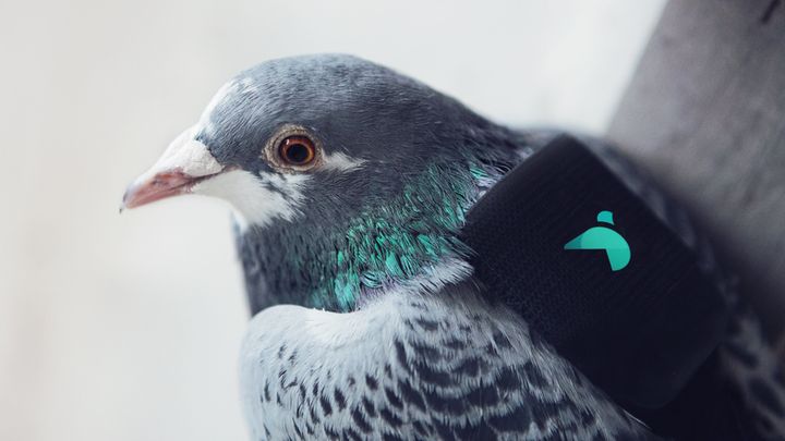 Each pigeon will be equipped with a lightweight air pollution sensor.