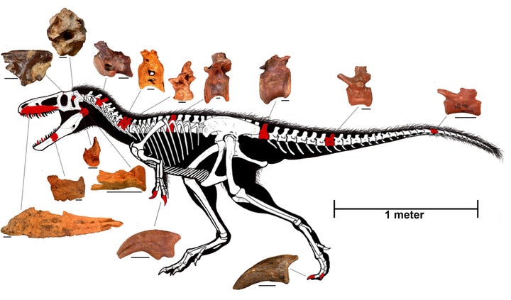 On this reconstructed skeleton of Timurlengia euotica, bones that have been discovered already are highlighted in red. Other bones that haven't been discovered but that scientists believe exist based on their discoveries of other similar species are in white. Individual scale bars for the pictured fossilized bones each equal 2 centimeters.