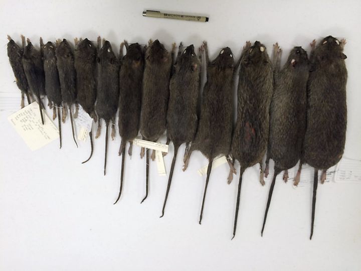 Among the rats captured in Combs' research, the average adult weighed 200 to 250 grams.