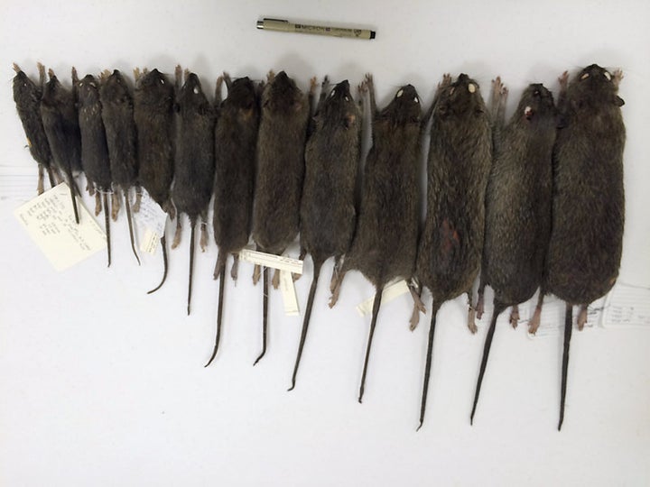 NYC Successful Rat-Killing Method Won't Solve the Rat Problem: Expert