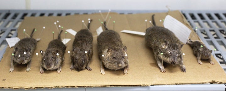 Scientists Show How Big NYC Rats Can Get, And It's Terrifying | HuffPost