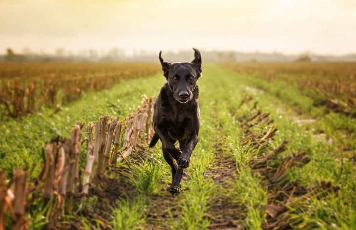 Four cases of babesiosis have been recorded in the UK