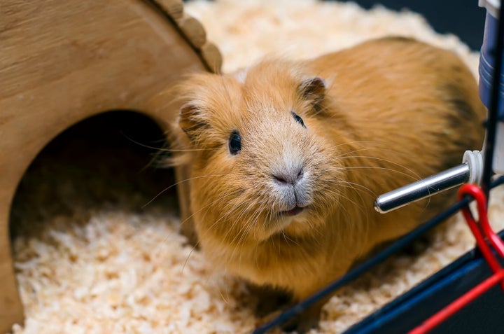 This is a guinea pig. As you can see, it looks very different from the rabbit featured in the police photographs.