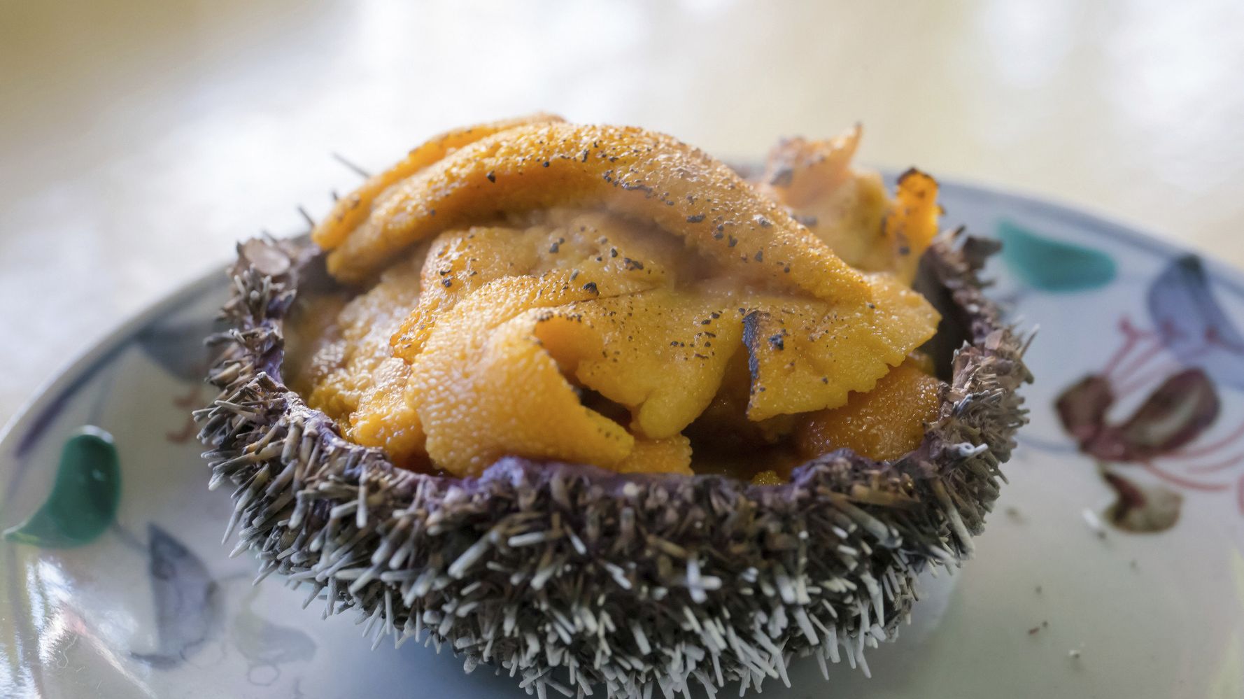 sea urchin food