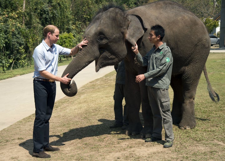 Prince William feeds carrots to Ran Ran, a 13-year-old female Elephant at Xishuangbanna sanctuary in southern China