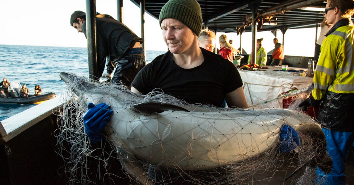 Sea Shepherd Footage Shows Dead Dolphins And Sharks Entangled In