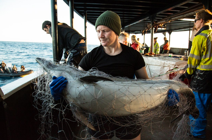 Dolphins were found dead, entangled in nets