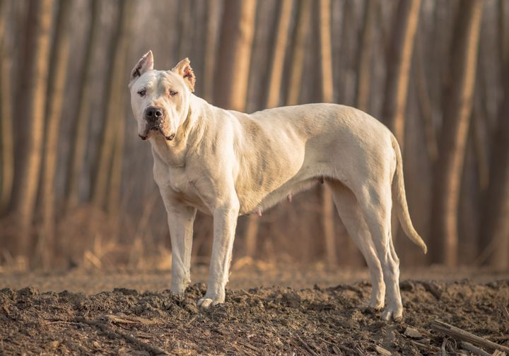 Dogo Argentino is one of four breeds it is illegal to own in the UK.
