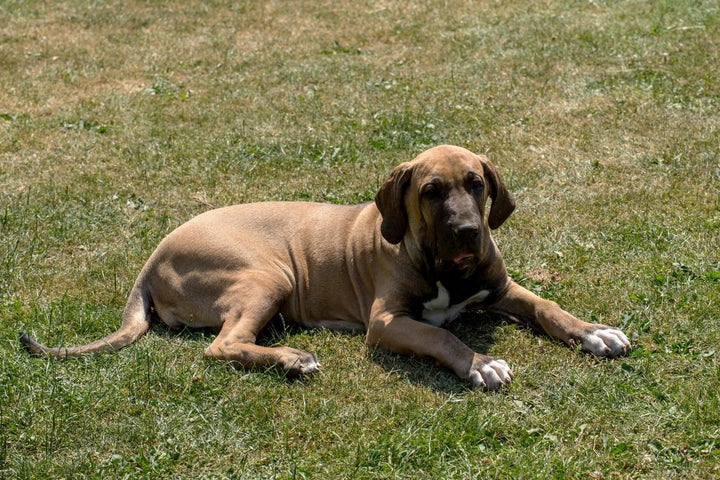 It is also illegal to own a Fila Brasileiro in the UK.