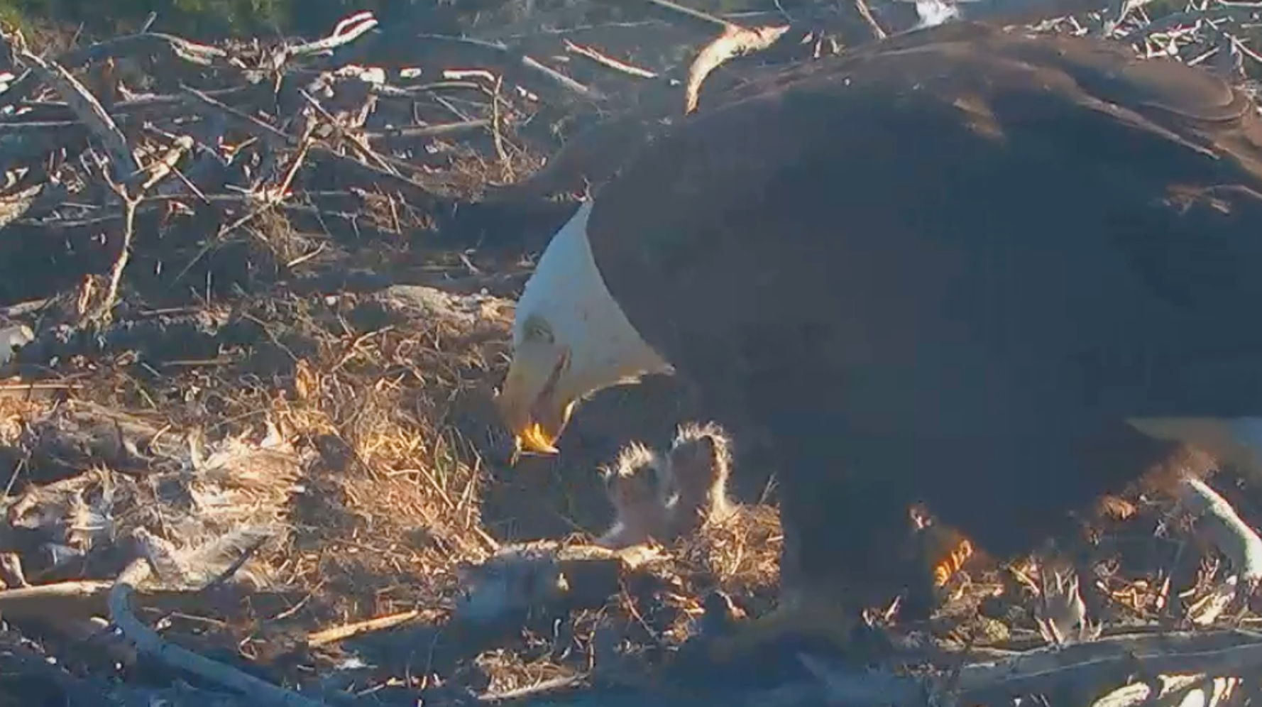Bald Eagles Hatch On Live Webcam, Capture Hearts Around The World