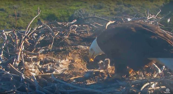 A bald eagle is seen feedings its young in California's Channel Islands National Park on Wednesday morning.