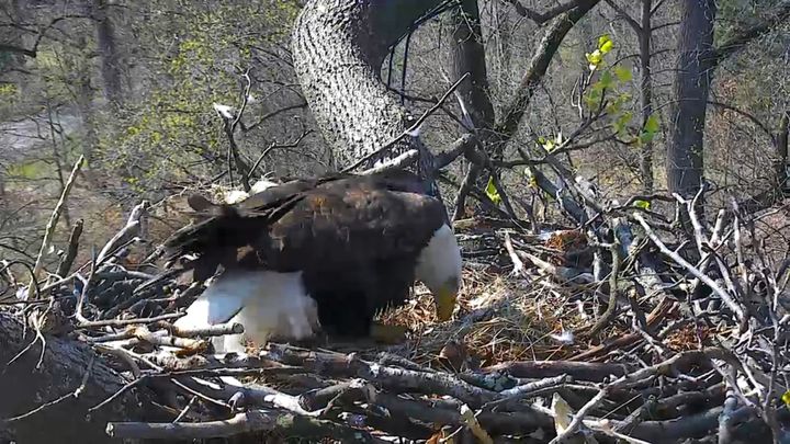 Another eagle couple in Washington, D.C., is busy preparing for their own young.
