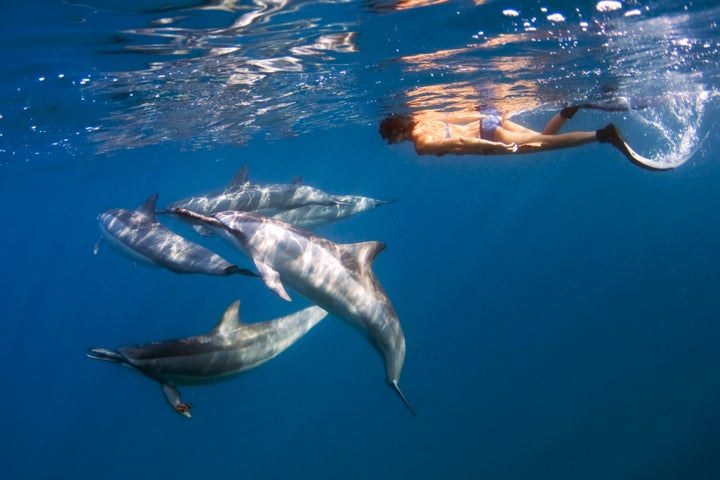 A woman swims with Hawaiian spinner dolphins off the Kona Coast of Hawaii's Big Island.