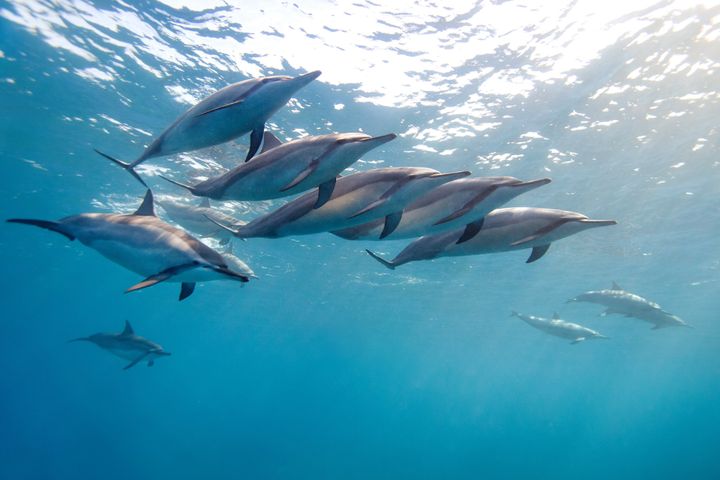 A Pod of wild spinner dolphins swims off the Big Island in Hawaii. 