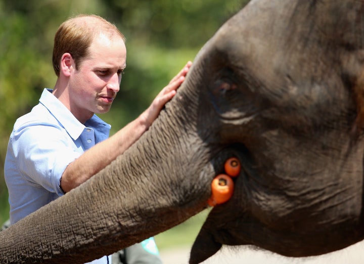 The duke of Cambridge, who is the president of United for Wildlife charity, has a soft spot for animals. Here he pets a rescued elephant called 'Ran Ran' at the Xishuangbanna Elephant Sanctuary in 2015.