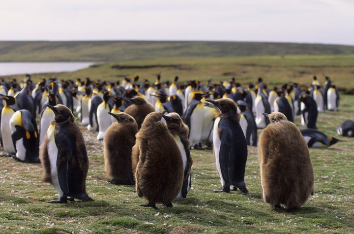 A colony of King Penguins on the Falkland Islands.