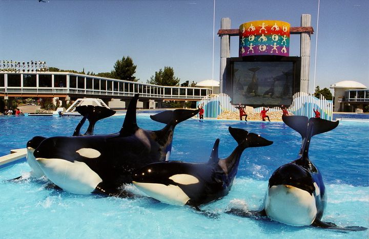 SeaWorld announces it will end orca breeding programme