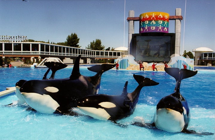 SeaWorld announces it will end orca breeding programme