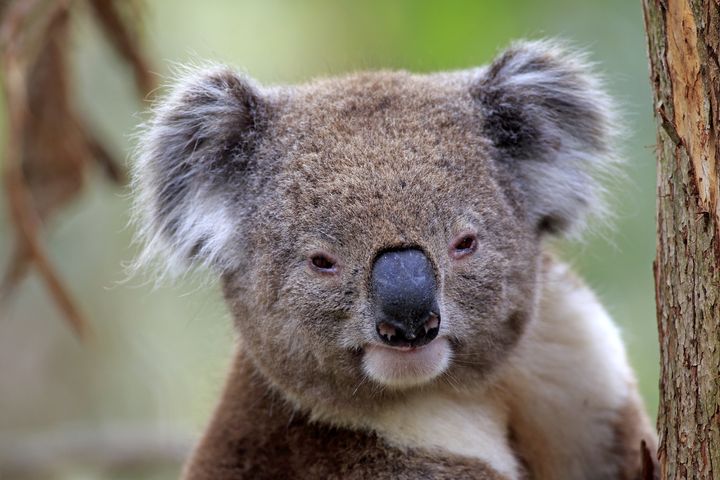 Politicians are accusing the Australian government of spending far too much money on taking diplomats to cuddle with koalas.