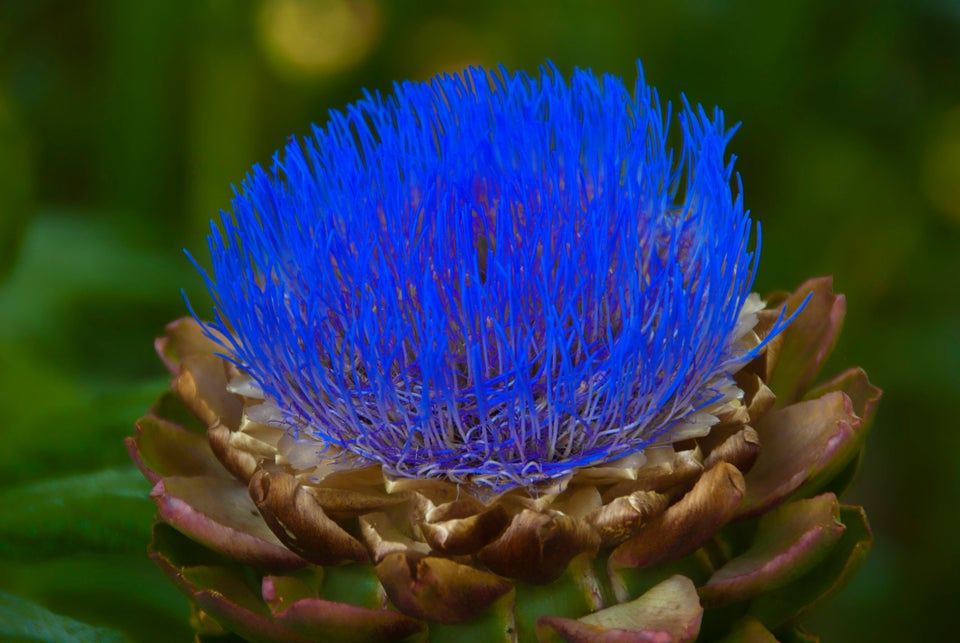 Artichokes Are Actually Flowers, And Here's Proof | HuffPost UK Food ...