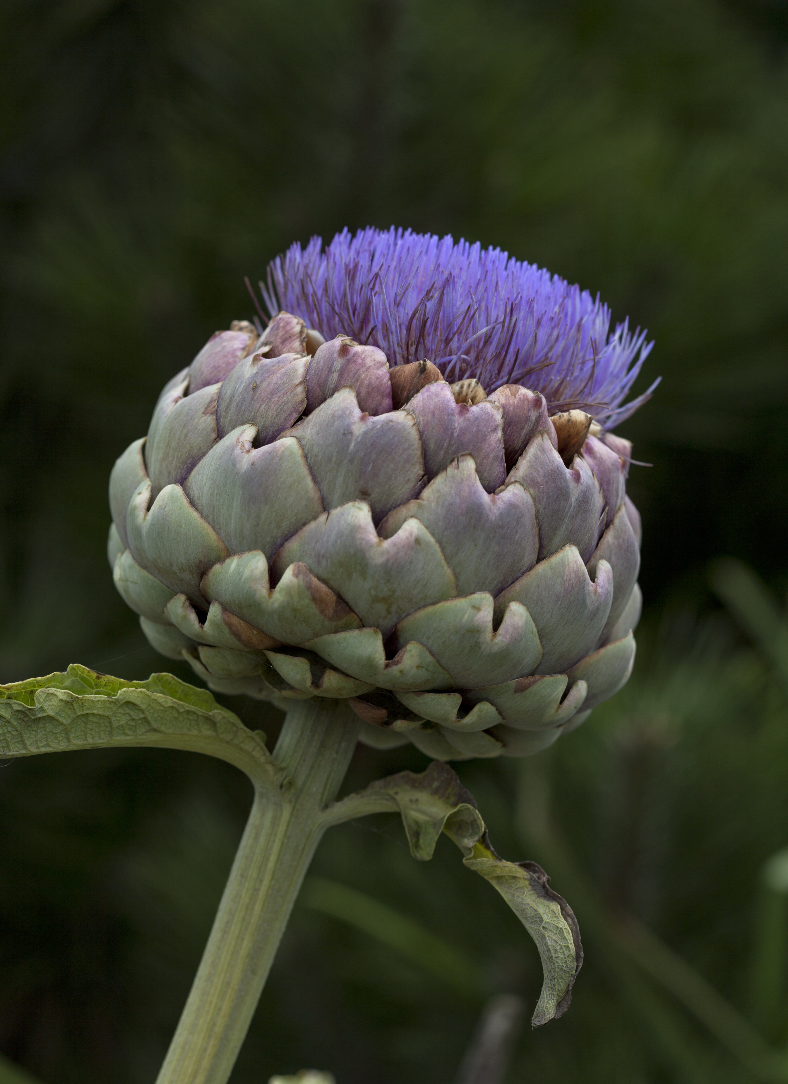 Artichokes Are Actually Flowers And Here S Proof HuffPost   56eafec11e0000b3007048a3 