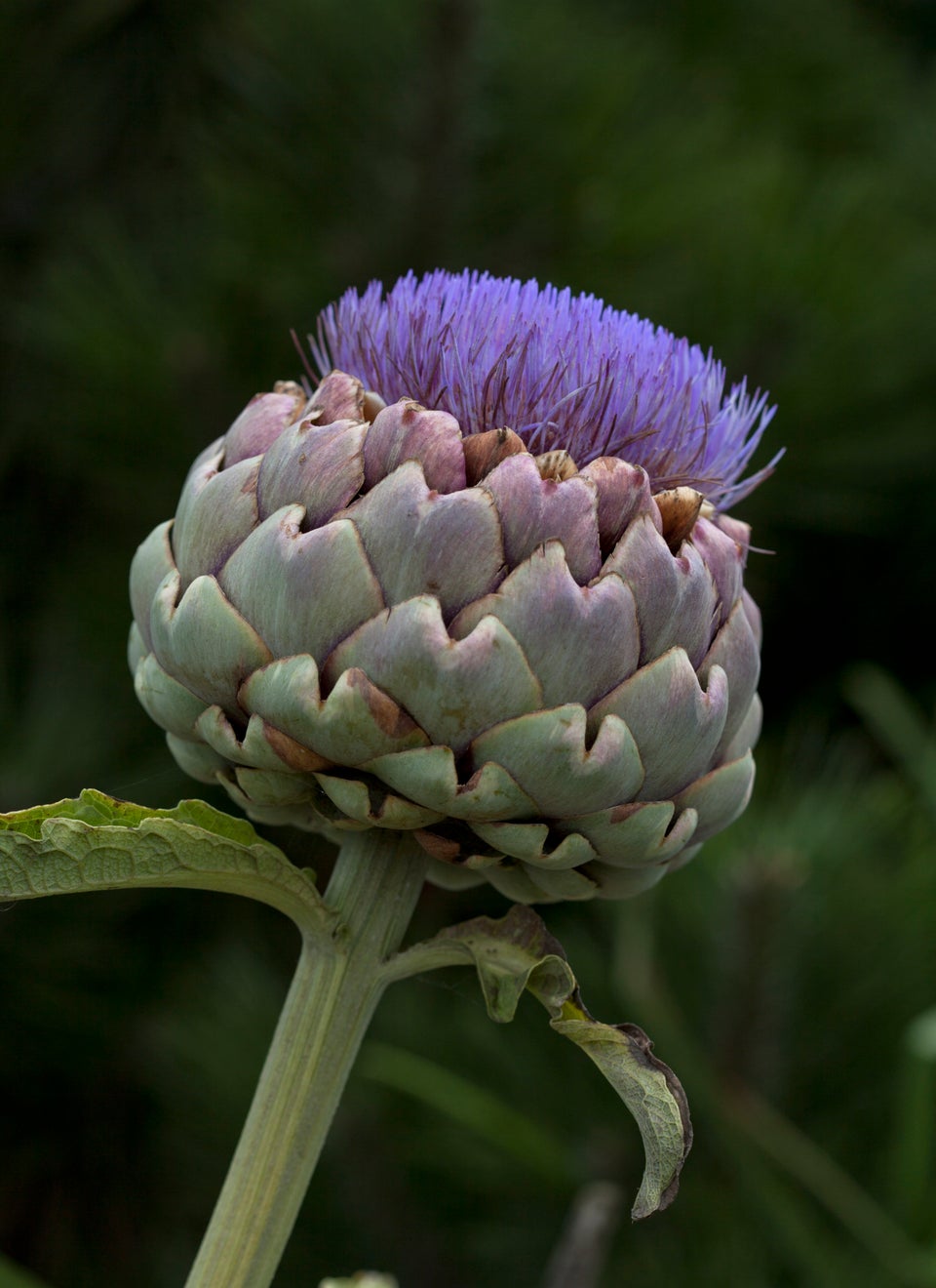 Artichokes Are Actually Flowers, And Here's Proof HuffPost Life