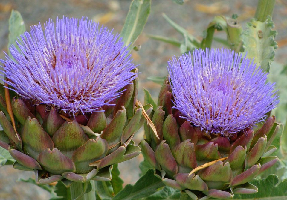 Vorurteil ablassen zwölf australian flower looks like an Leg deine Kleidung beiseite Haufen erben