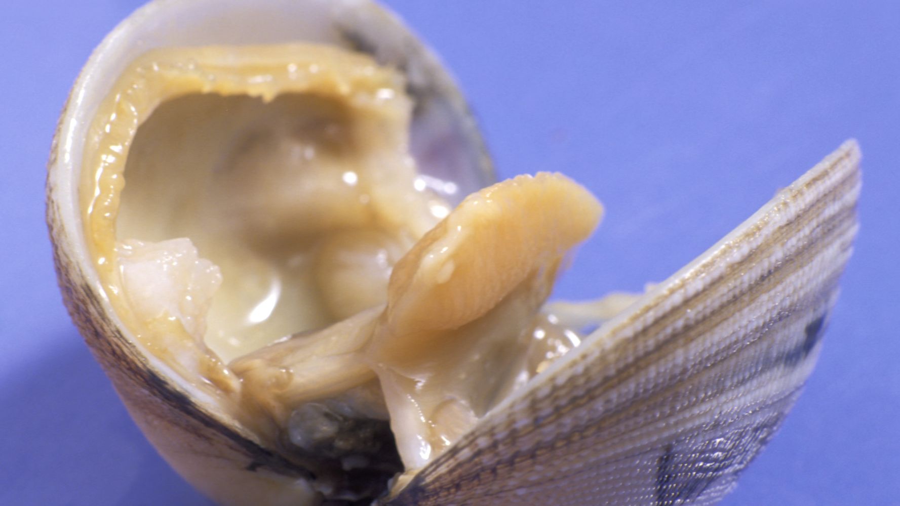 The Secret Life Of Shellfish Will Surprise And Terrify You | HuffPost ...