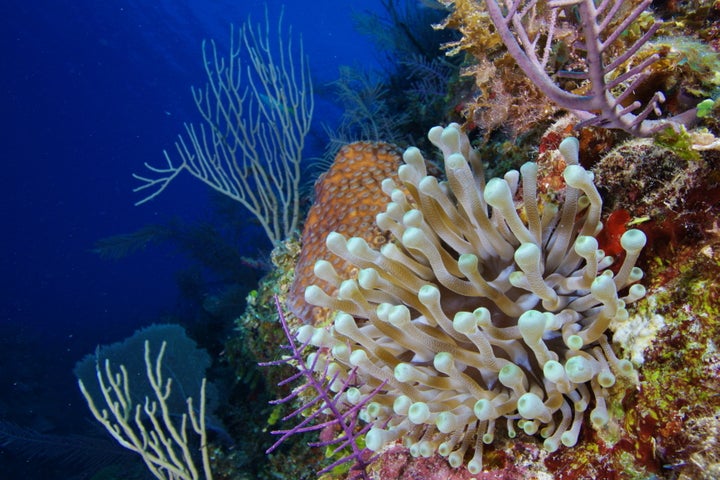 Coral reef off the coast of Cuba.