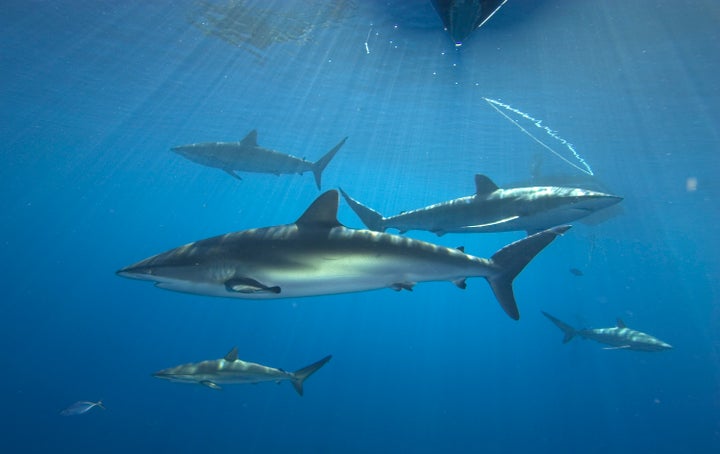 An underwater look at Cuba's coast.