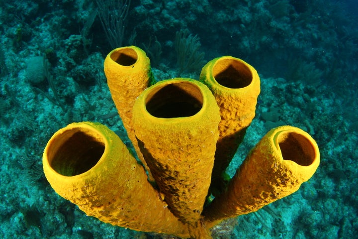 Cuba's coral reefs are the "heart of the marine ecosystem."