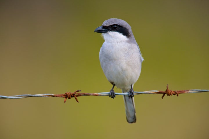 Don't cross this shrike.