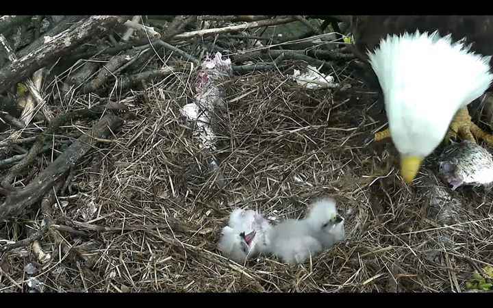 Two eaglets are seen being fed Sunday morning, just a few hours after the youngest -- seen lying on its back, left -- popped out of its egg.