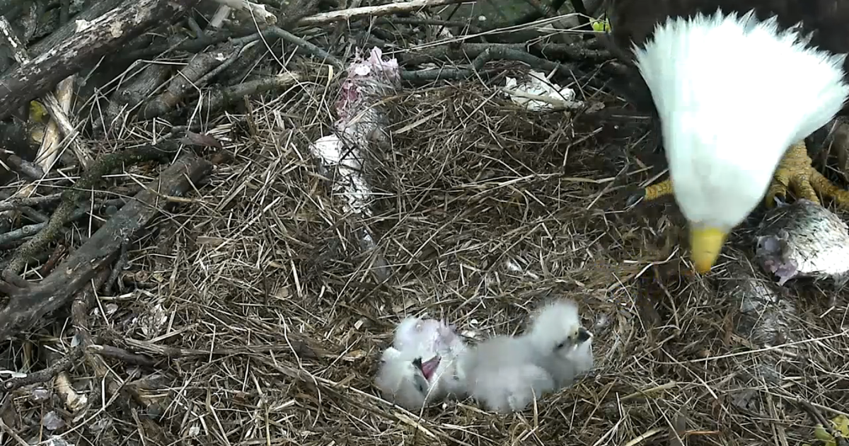 Spring Is Here! Webcam Captures 2nd Baby Eagle's Hatching In D.C ...